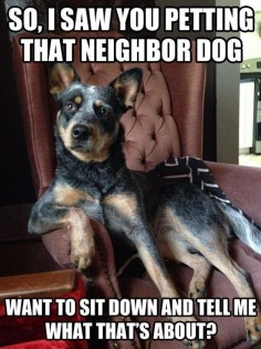 blue heeler-- these dogs watch your every move and like to mimic what you do! It's too funny