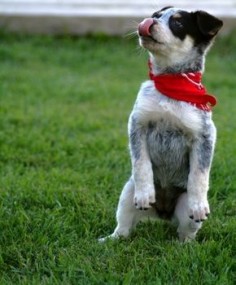 Blue Heeler Training Tips -- how I love my red heeler (: this could be good for her pup!