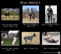 Blue heelers - What people think I do, What I really do