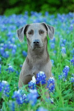 Blue Lacy - state dog in Texas surrounded by bluebonnets such a lovely photo