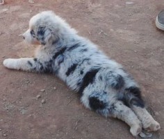 Blue Merle Australian Shepherd Puppy