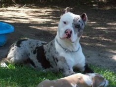 blue merle pitbull pictures | merle - Pitbulls : Go Pitbull Dog Forums