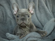 BLUE STAR BLUE FRENCH BULLDOGS,Blue French Bulldog puppies for sale