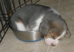 blue tri colour beagle ~ ~ HAVE NEVER SEEN A TRI BEAGLE, VERY PRETTY COLOR, FUNNY LITTLE PUP ~