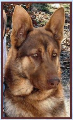 BlueDogs - Find Information about Blue, Liver and Isabella colored German Shepherd Dogs!