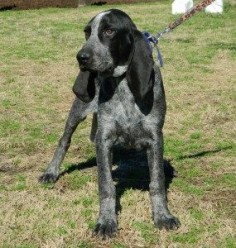 Bluetick Coonhound Dog / Grand Bleu de Gascogne #Hounds #Dogs #Puppy