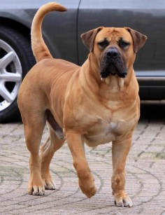 Boerboel - Bred in Africa since the 17th century, the Boerboel is a fearless protector of home and family. A blend of European mastiff-type dogs and large African native dogs, the result is an imposing, self-assured, loyal dog with strong guarding and watchdog instincts.
