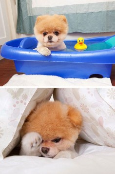 boo : the worlds cutest dog (via dog milk)