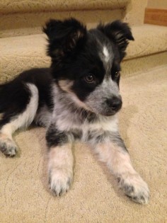 border collie / blue heeler mix!! This little guy is so adorable!! I just love him!!