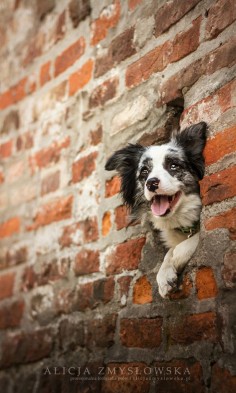 Border Collie in a Wall