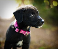 Border Collie Lab Mix Puppies this is the puppy of my dreams