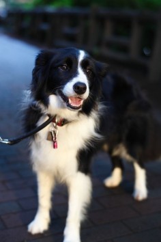 Border Collie. Look at that SWEET face :)