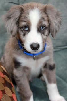 Border Collie Puppy in Grey