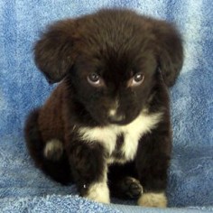 Border Collie puppy - looks just like Jax!