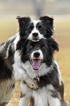 Border Collies, ONE OF THE MOST INTELLIGENT DOG BREEDS ~