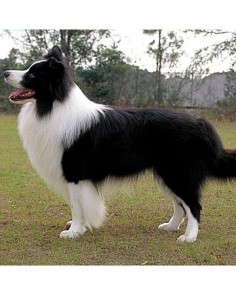 Border Collies such beautiful dogs!
