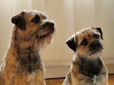 Border Terrier Pups - For Border Terriers & Their People