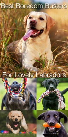 Boredom Busting dog toys for Labradors