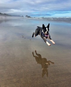 BOSTON BOUND! MIA is a three-year-old Boston Terrier whose passion is long walks—and runs—on the beach. She lives with Emily on the West Coast in Redmond, WA, but hopes someday to travel to the East Coast and explore the city her breed was named for.