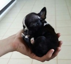 Boston Terrier-Aww pup pup was that little!!
