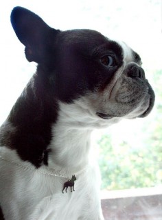 Boston Terrier Necklace by mooshygooshies on Etsy, $