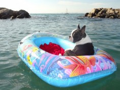 boston terrier on inflatable raft