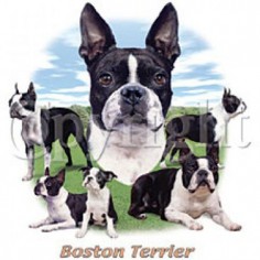 Boston Terrier Puppies T-Shirt
