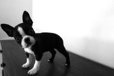 Boston Terriers are adorable :)