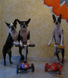Boston Terriers on their Scooters.