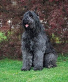 Bouvier des Flandres - cattle drover and guard~reminds me of my childhood dog we found in Mexico.