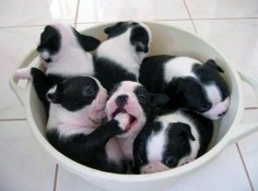 bowl of boston terriers
