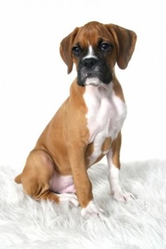 Boxer  Makes me miss my boxers!!