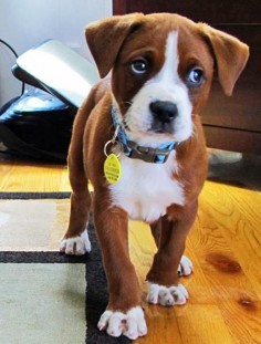 boxer mix pup. He is so cute