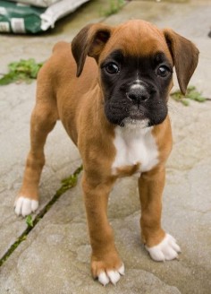 Boxer pup.