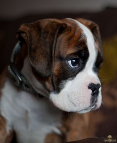Boxer Puppy dog