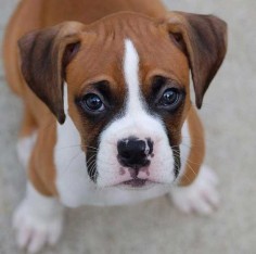 Boxer puppy face.