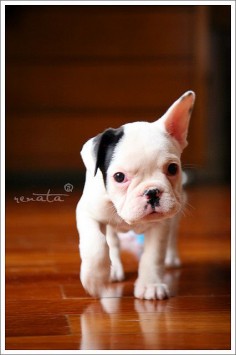 #Boxer #Puppy! So cute!