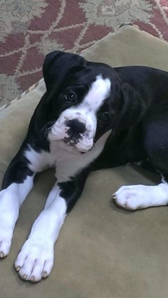 boxer pups are my favvv This is my baby, Hudson Kampbell Grantham! - BillieJo Grantham