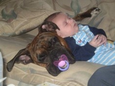 #Boxer with baby
