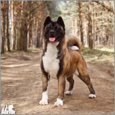 Bred to hunt bear and guard royalty, even the gentlest Akita should be treated as carefully as a 100lb weapon. Keep the safety on! Train her thoroughly and keep her leashed or in your house or fenced yard. If everyone did this, breed restrictions wouldn't be considered.