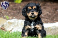 Breed – Cavalier Mix Puppies For Sale In Pa Puppies for Sale in PA | Keystone Puppies