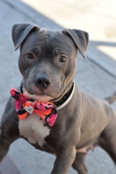 Brooklyn Center CHULA – A1064913 FEMALE, GRAY / WHITE, AM PIT BULL TER MIX, 1 yr, 7 mos OWNER SUR – EVALUATE, NO HOLD Reason LLORDNYCHA Intake condition EXAM REQ Intake Date 02/11/2016, From NY 11208, DueOut Date 02/11/2016