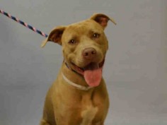 Brooklyn Center HARLEY – A1078660 FEMALE, BROWN, AM PIT BULL TER MIX, 1 yr OWNER SUR – EVALUATE, NO HOLD Reason NO TIME Intake condition EXAM REQ Intake Date 06/24/2016, From NY 11378, DueOut Date 06/24/2016
