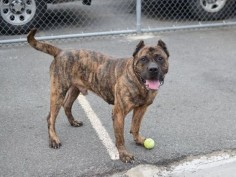 Brooklyn Center SUNNY – A1072498 MALE, BR BRINDLE, CANE CORSO MIX, 5 yrs OWNER SUR – EVALUATE, NO HOLD Reason MOVE2PRIVA Intake condition UNSPECIFIE Intake Date 05/04/2016, From NY 11213, DueOut Date 05/04/2016