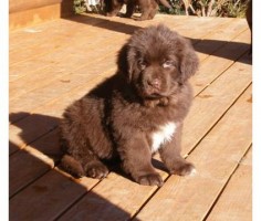 brown newfoundland puppies - Google  dog i want!
