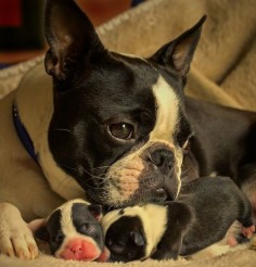 BT mom and pups