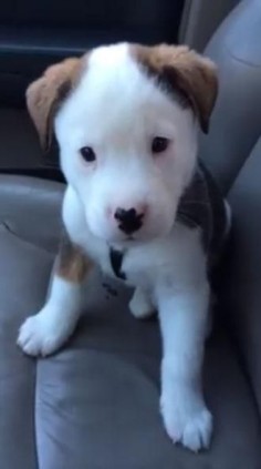 Buck the puppy has no idea what hiccups are or where they come from.