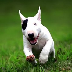 Bull Terrier #Dogs #Puppy
