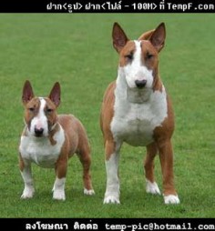 Bull terrier- The difference between a standard and a mini.