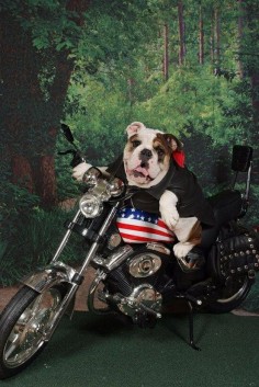 Bulldog Bikers | BaggyBulldogs
